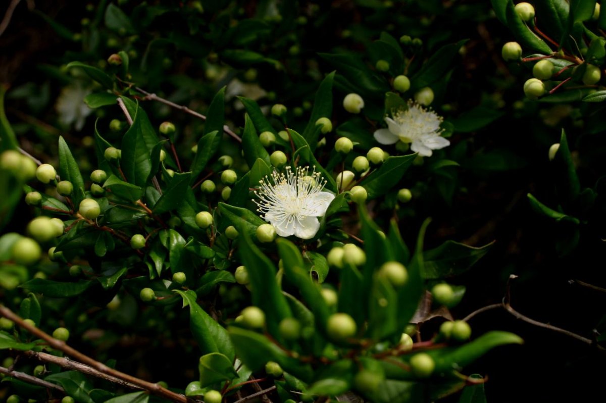 Myrtus communis пестрый