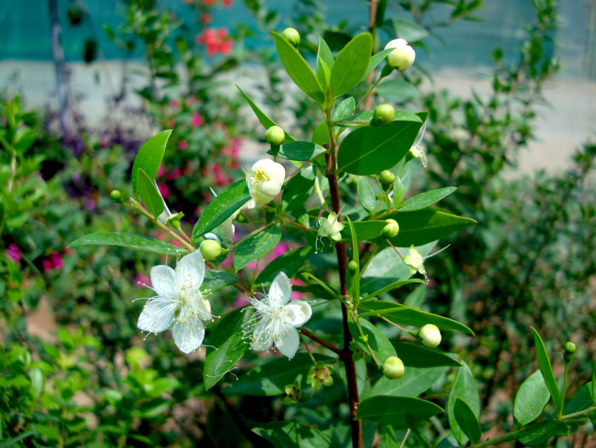 Myrtus communis