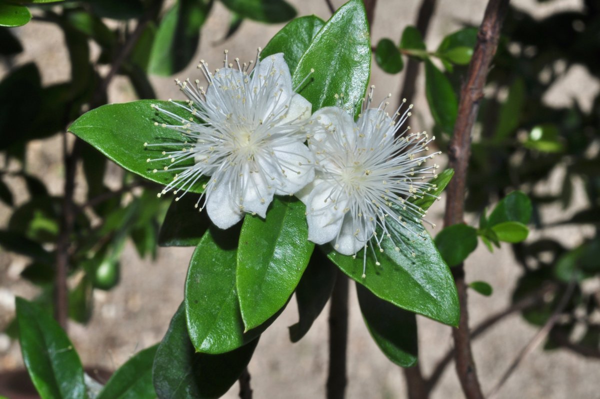 Myrtus communis