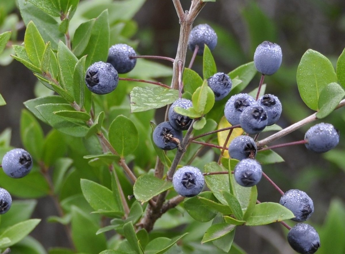 Myrtus communis tarentina