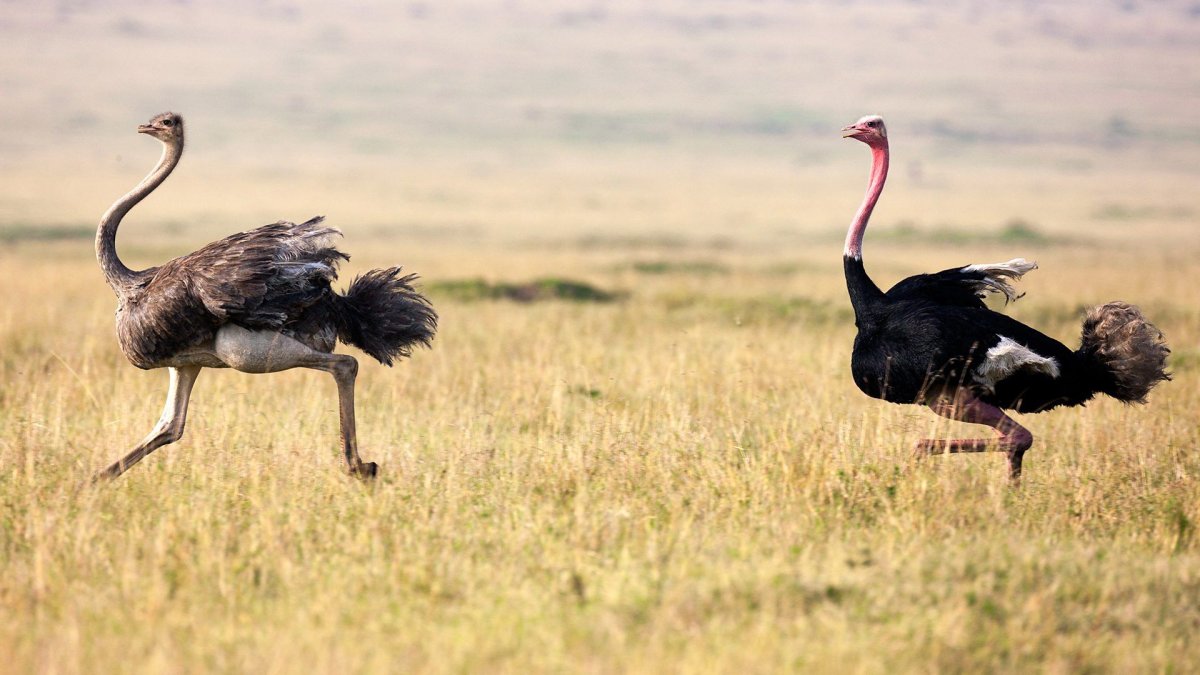 Struthio Camelus самец