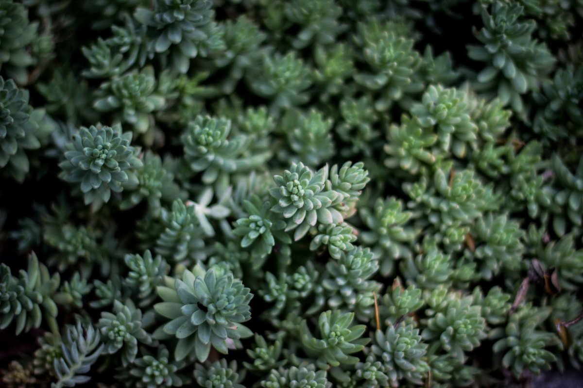 Sempervirens суккулент