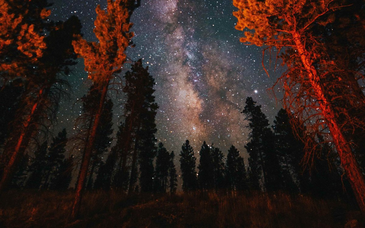 Темный лес с небом