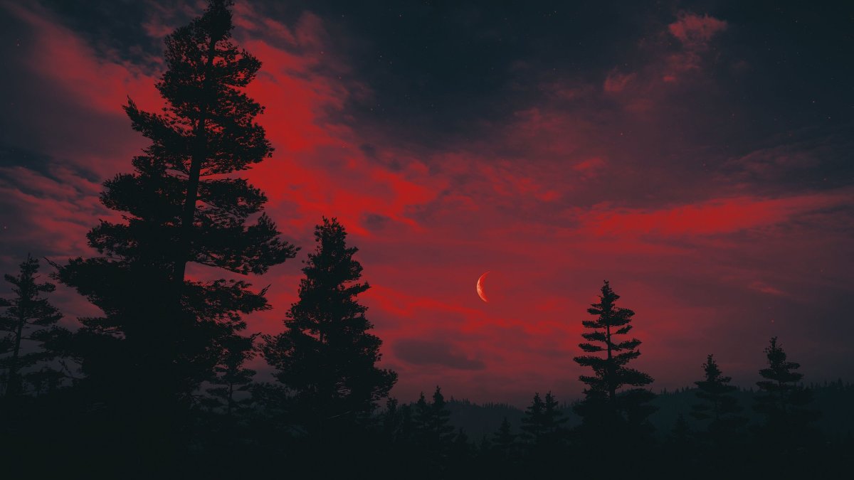 «Ночь в лесу»