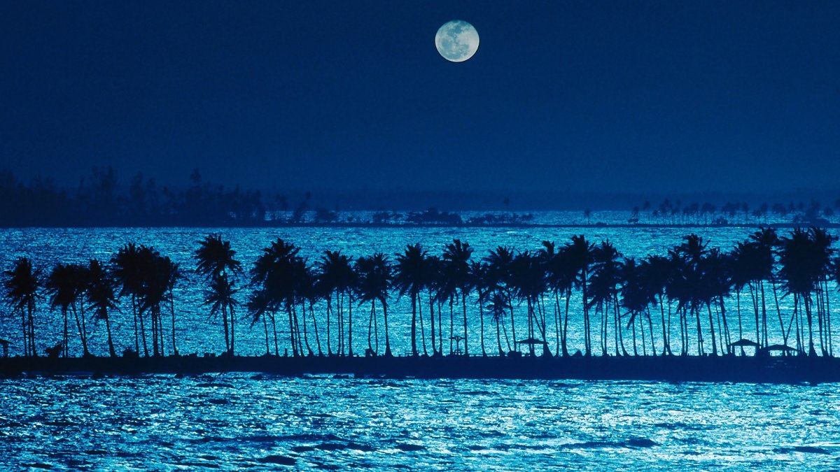 Море пальмы ночь