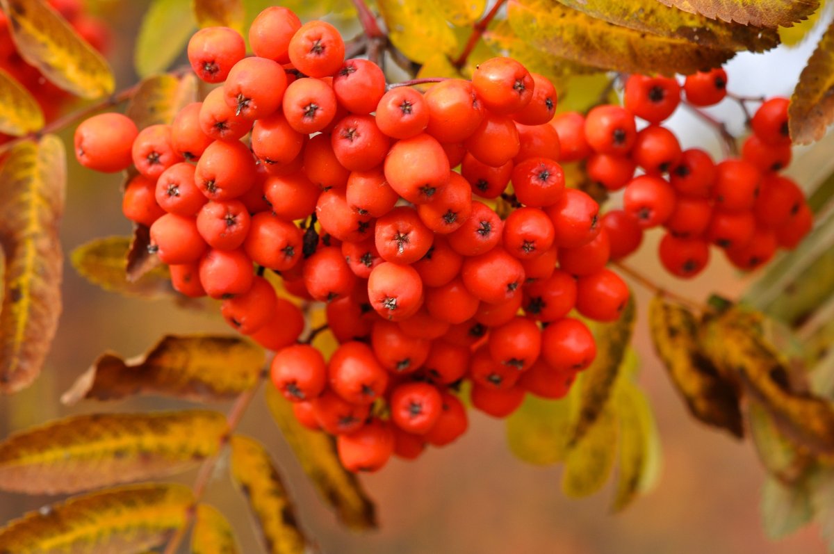Sorbus poteriifolia