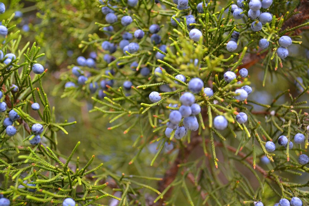 Juniper можжевельник