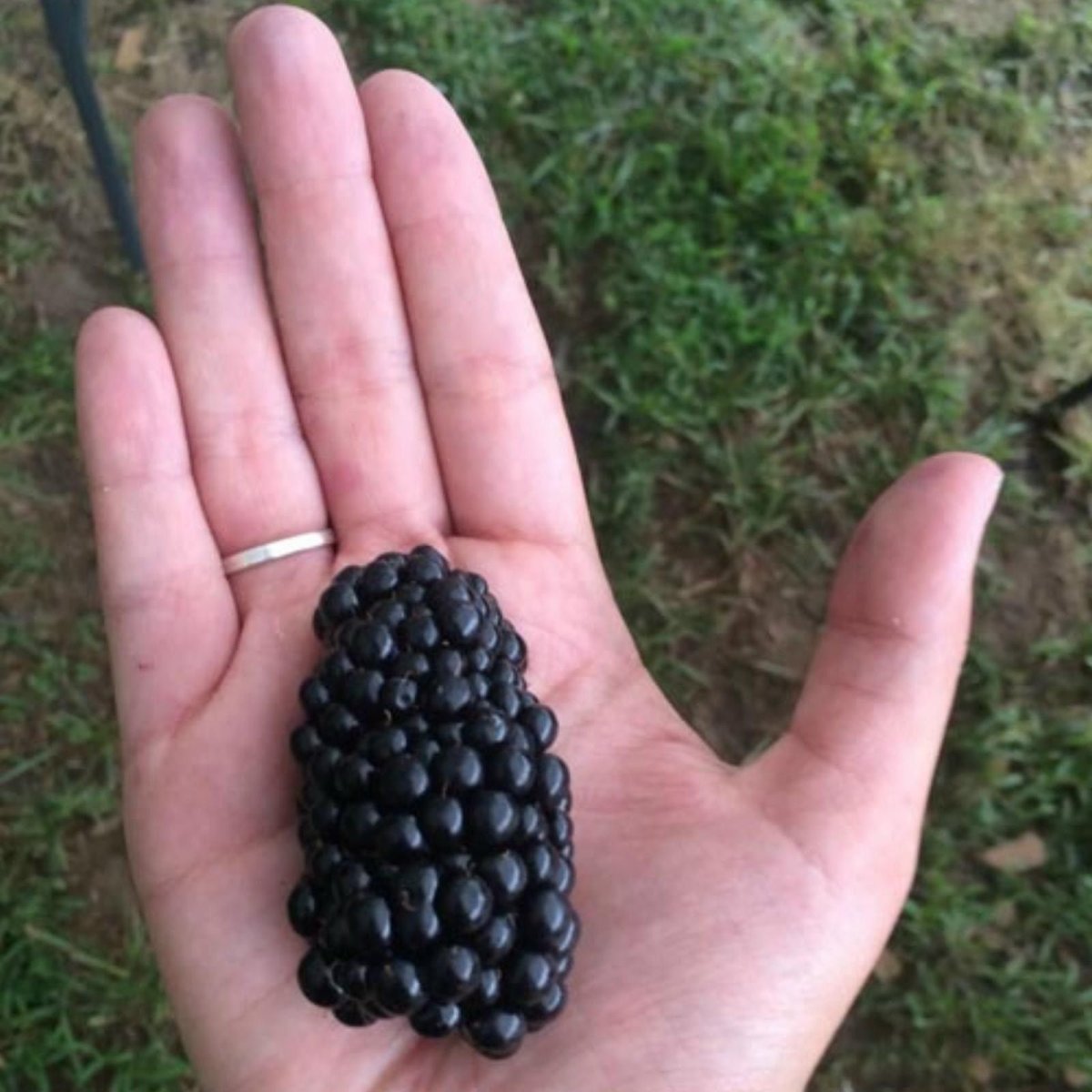 Ежевика Рубус fruticosus