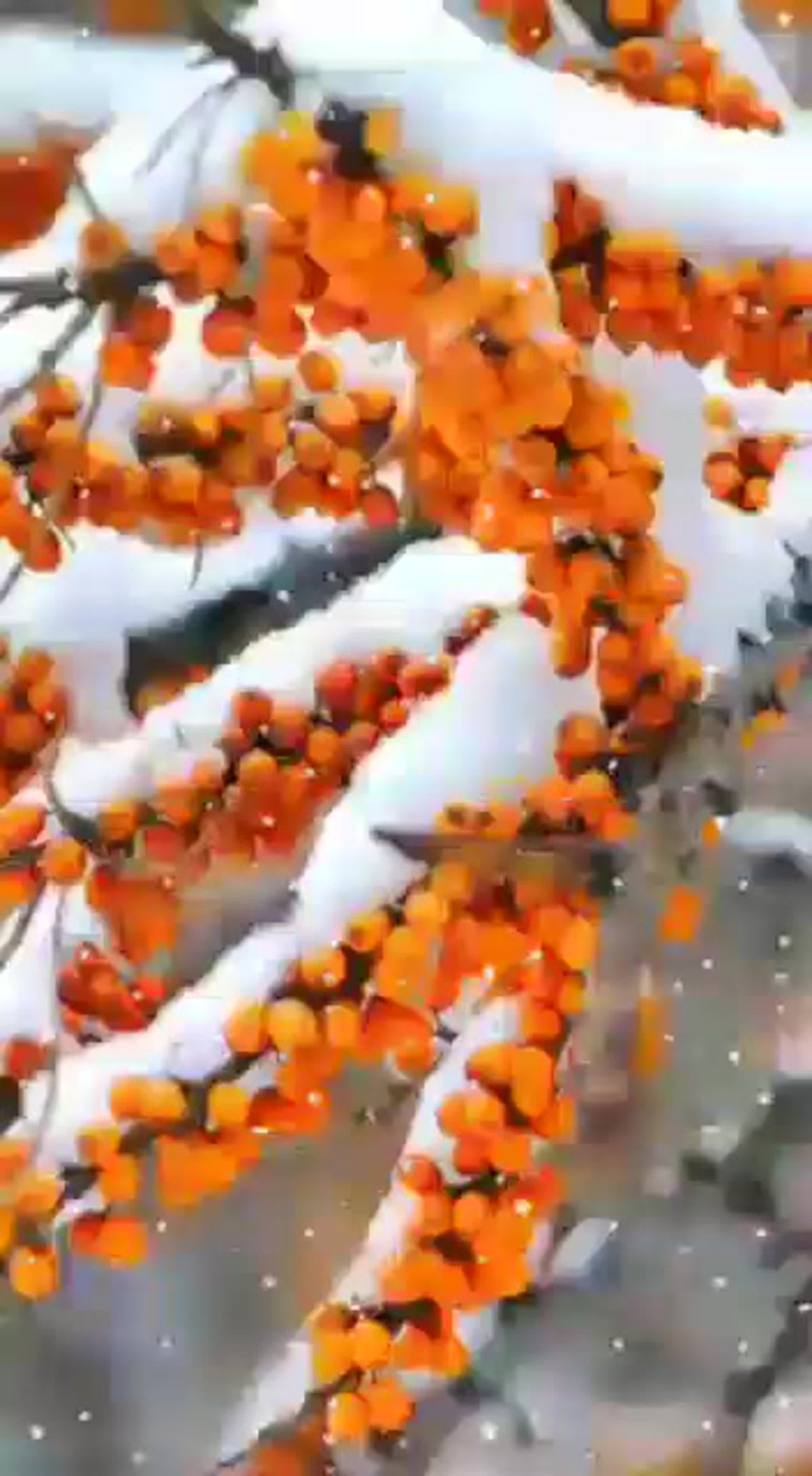 Оранжевые ягоды зимой