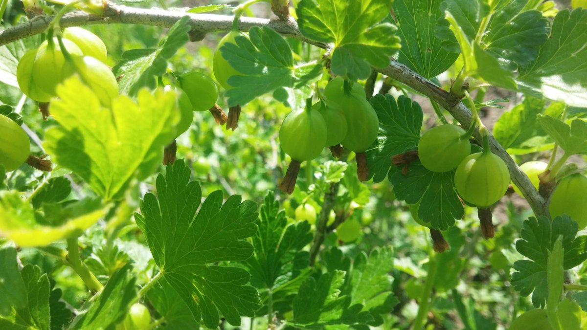 Крыжовник сеянец Лефора
