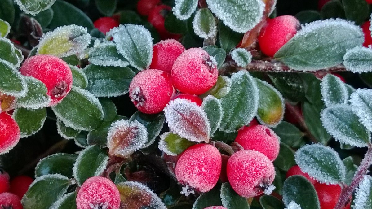 Клюква во льду