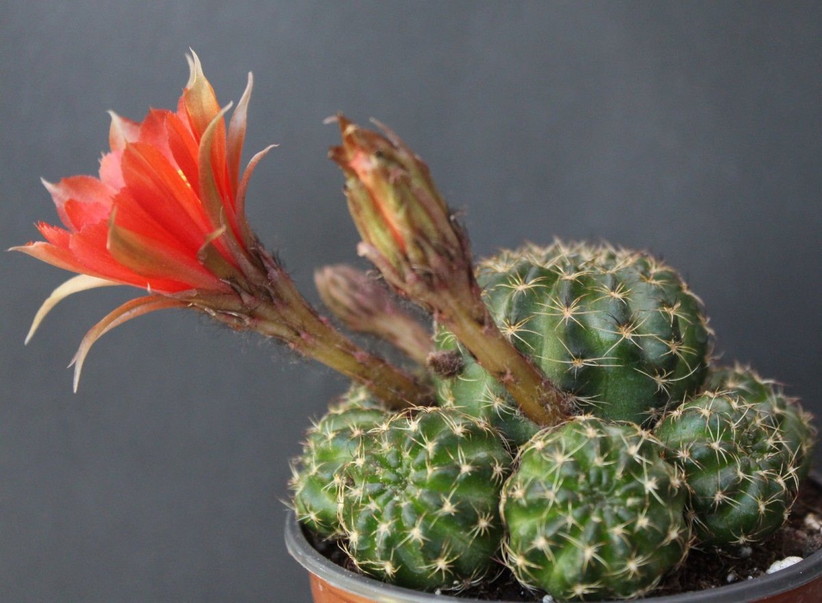 Lobivia arachnacantha