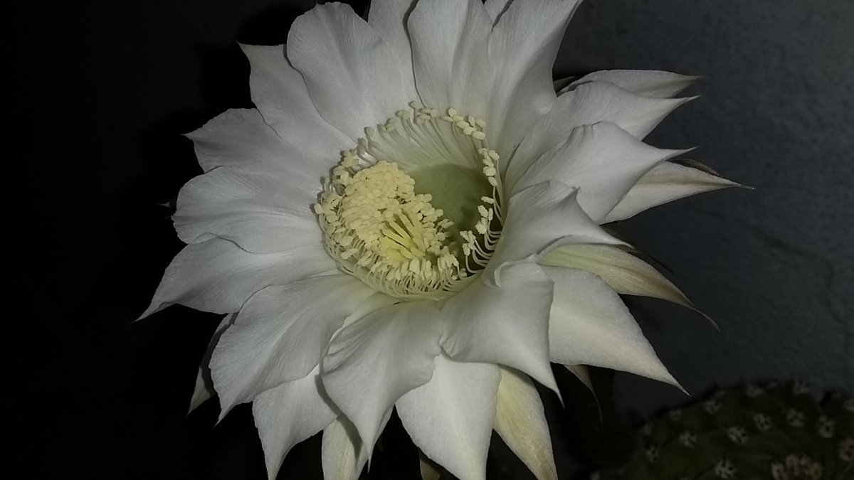 Echinopsis oxygona
