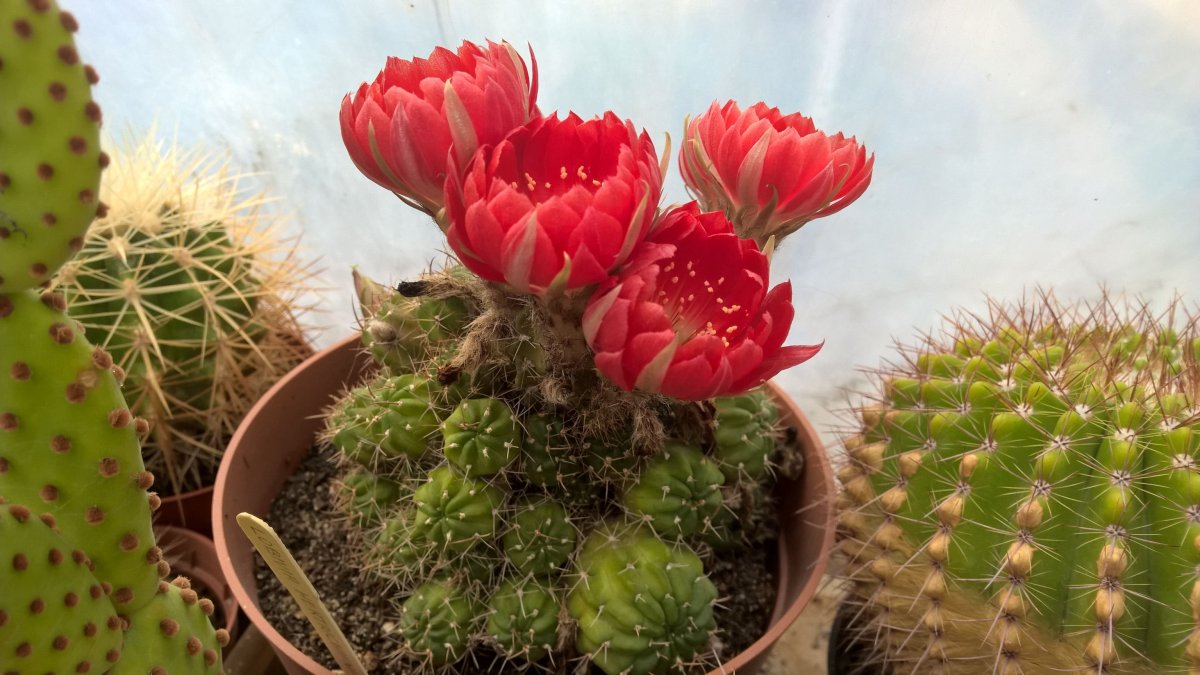 Lobivia hertrichiana