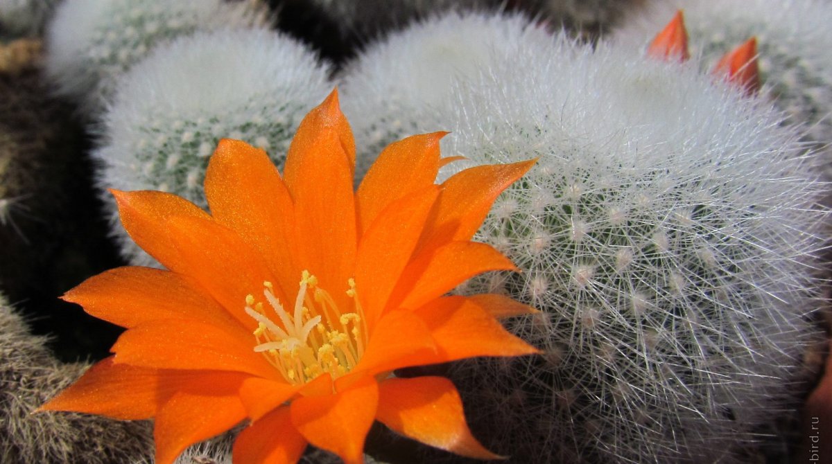 Ребуция (Rebutia)