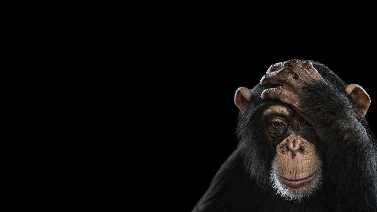 Шимпанзе (Chimpanzee) {д/ф, great Ape Productions, 2012}