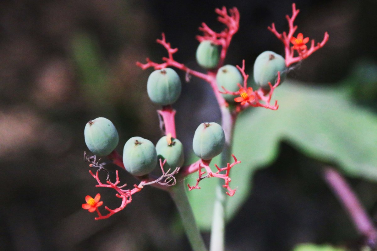Fruit Orchid