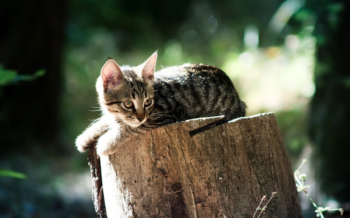 Кот на пне