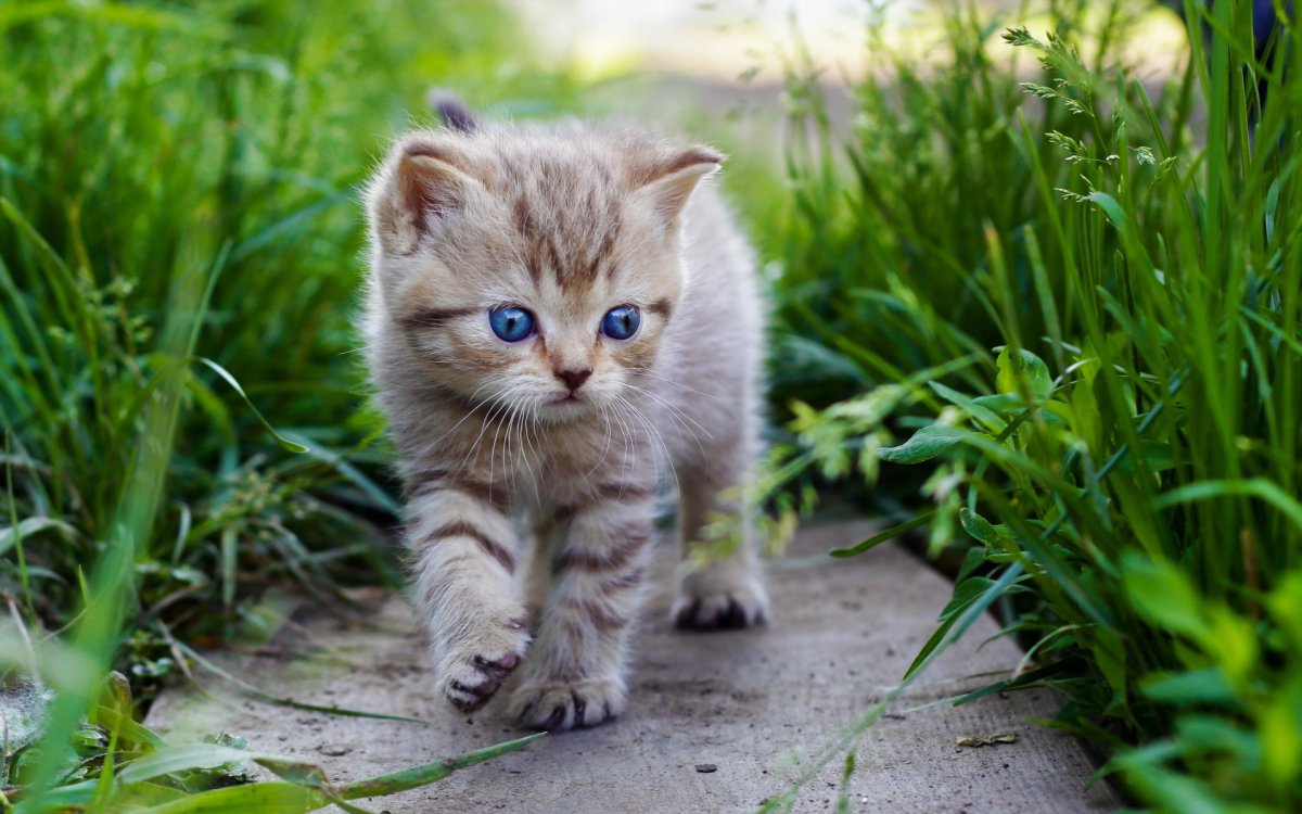 Милые котята