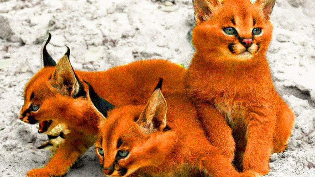 Котята породы каракал