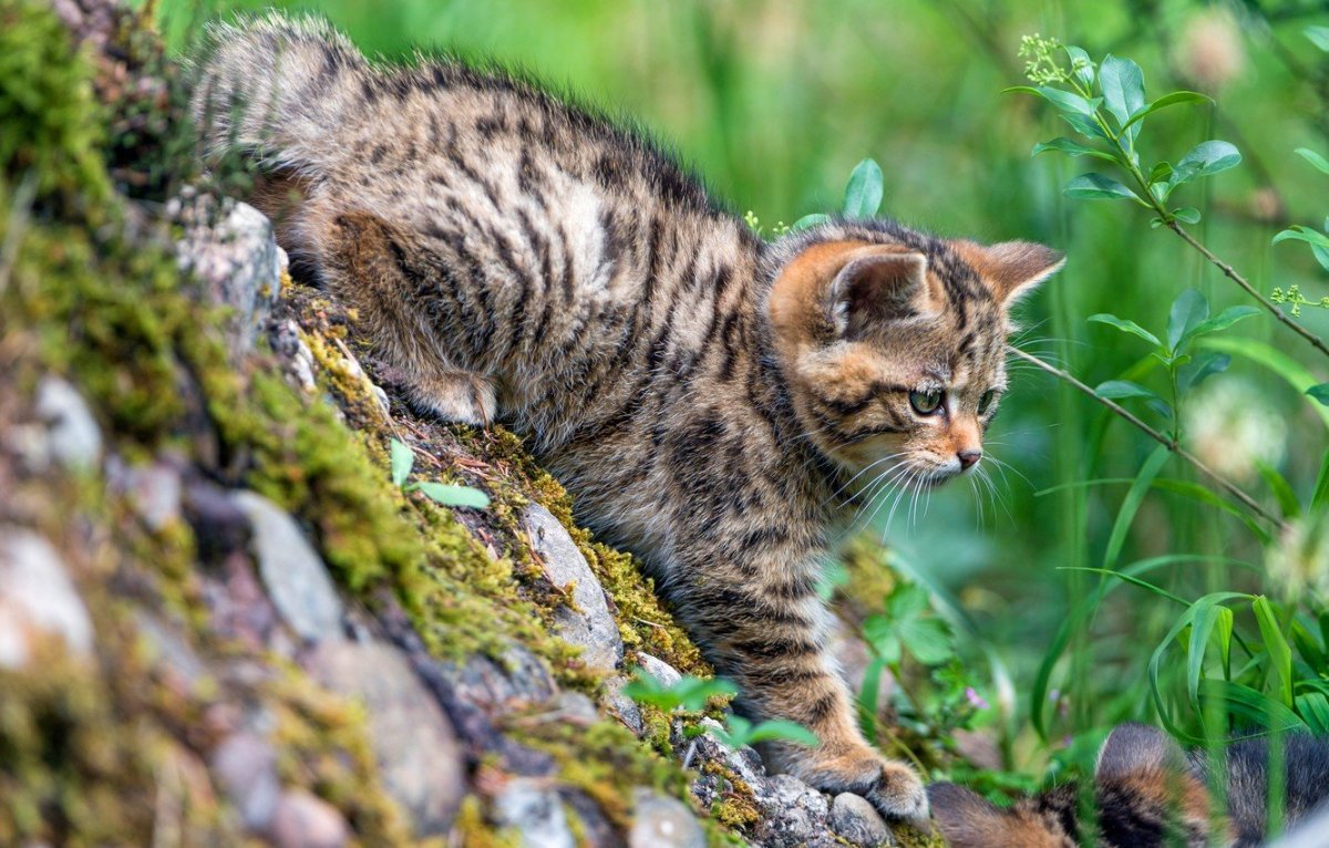 Шотландская Лесная кошка