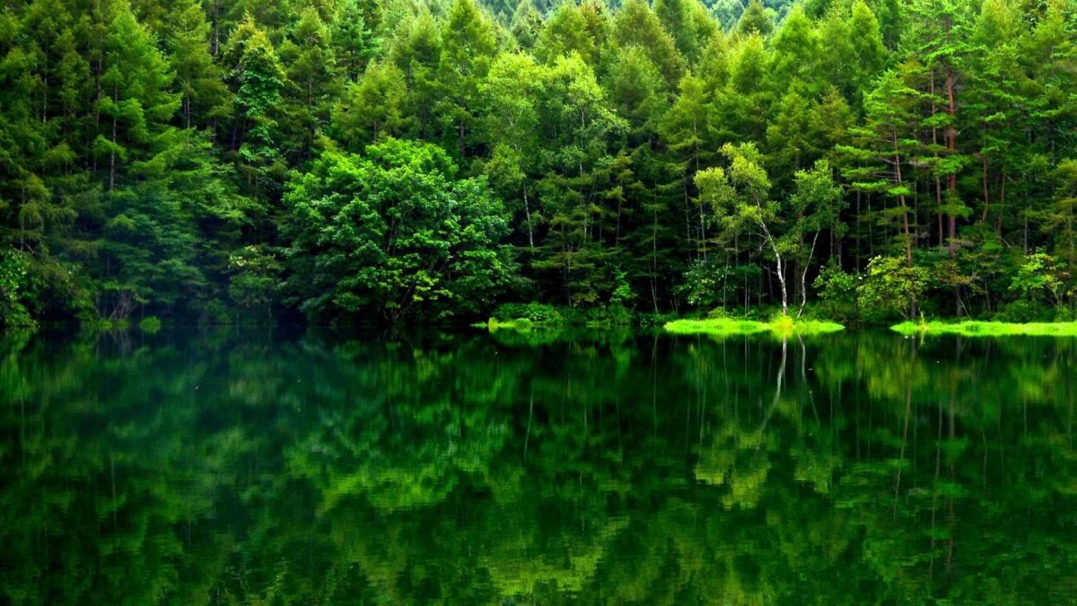 Красивые зеленые леса