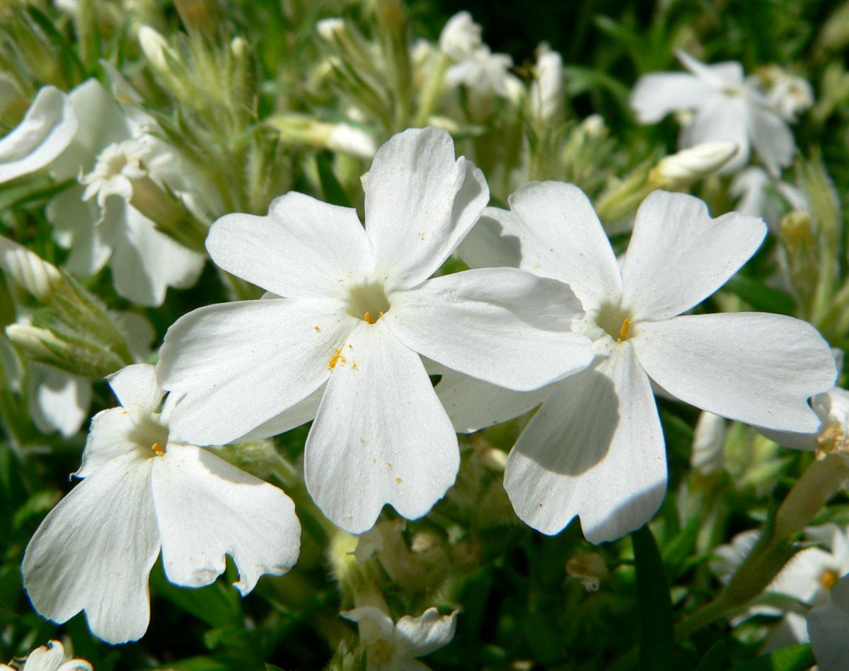 Флокс шиловидный 'White Delight'