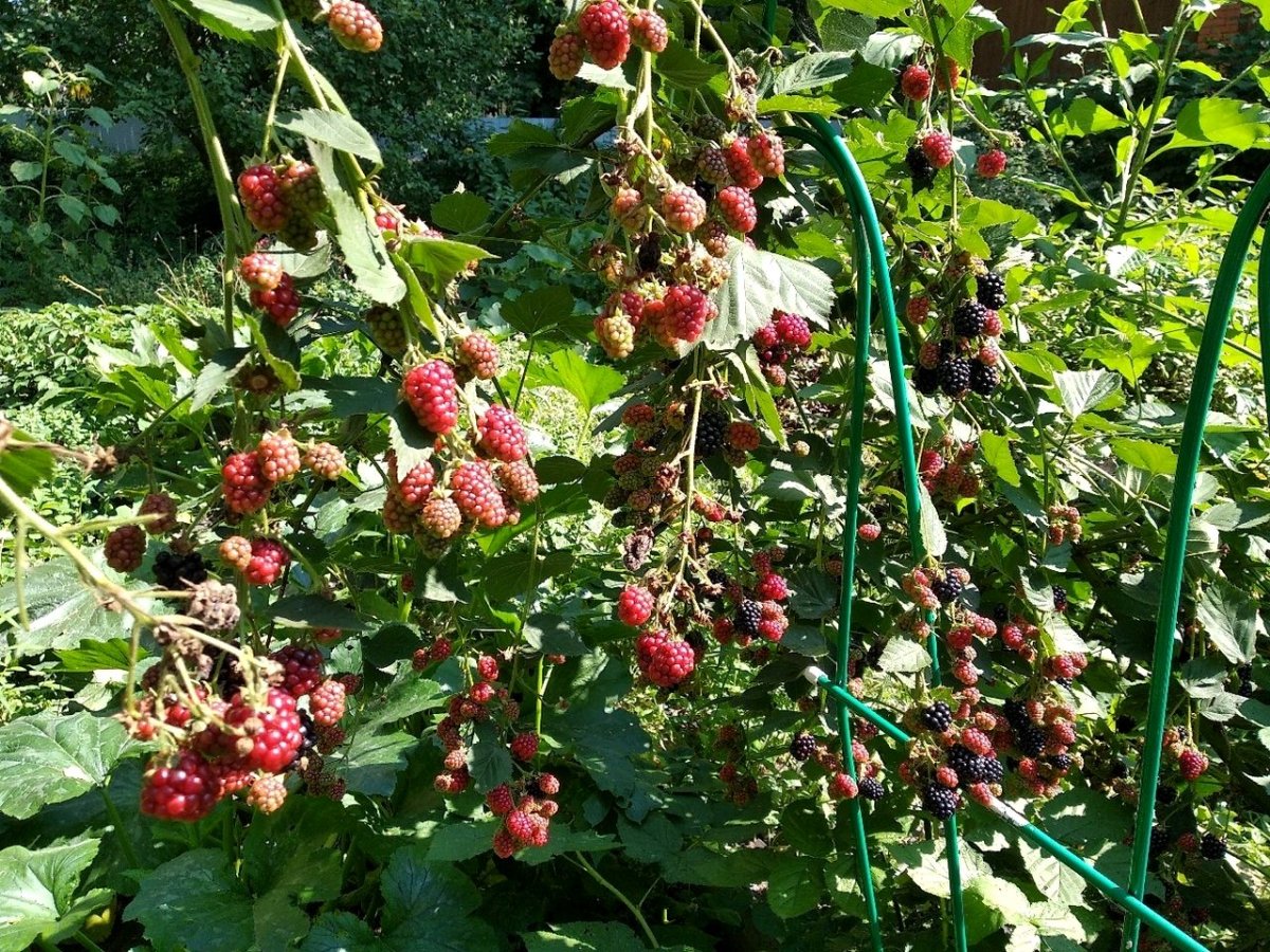 Ежемалина Логанберри куст