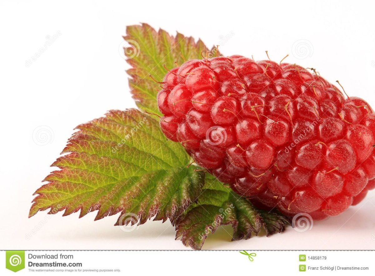 Tayberry on White