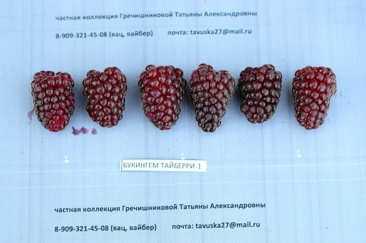 Ежемалина Букингем Тайберри