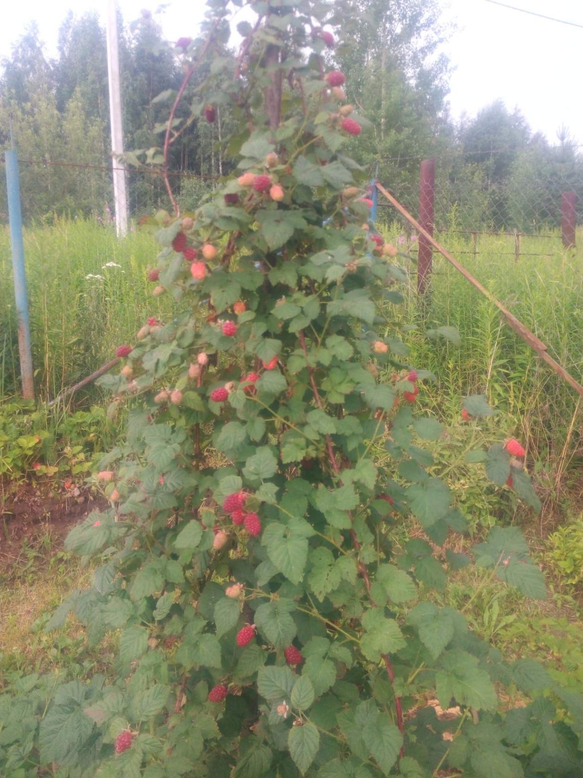 Ежемалина Тайберри