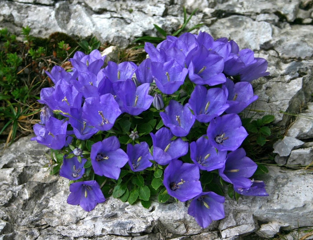Campanula pseudorainerii