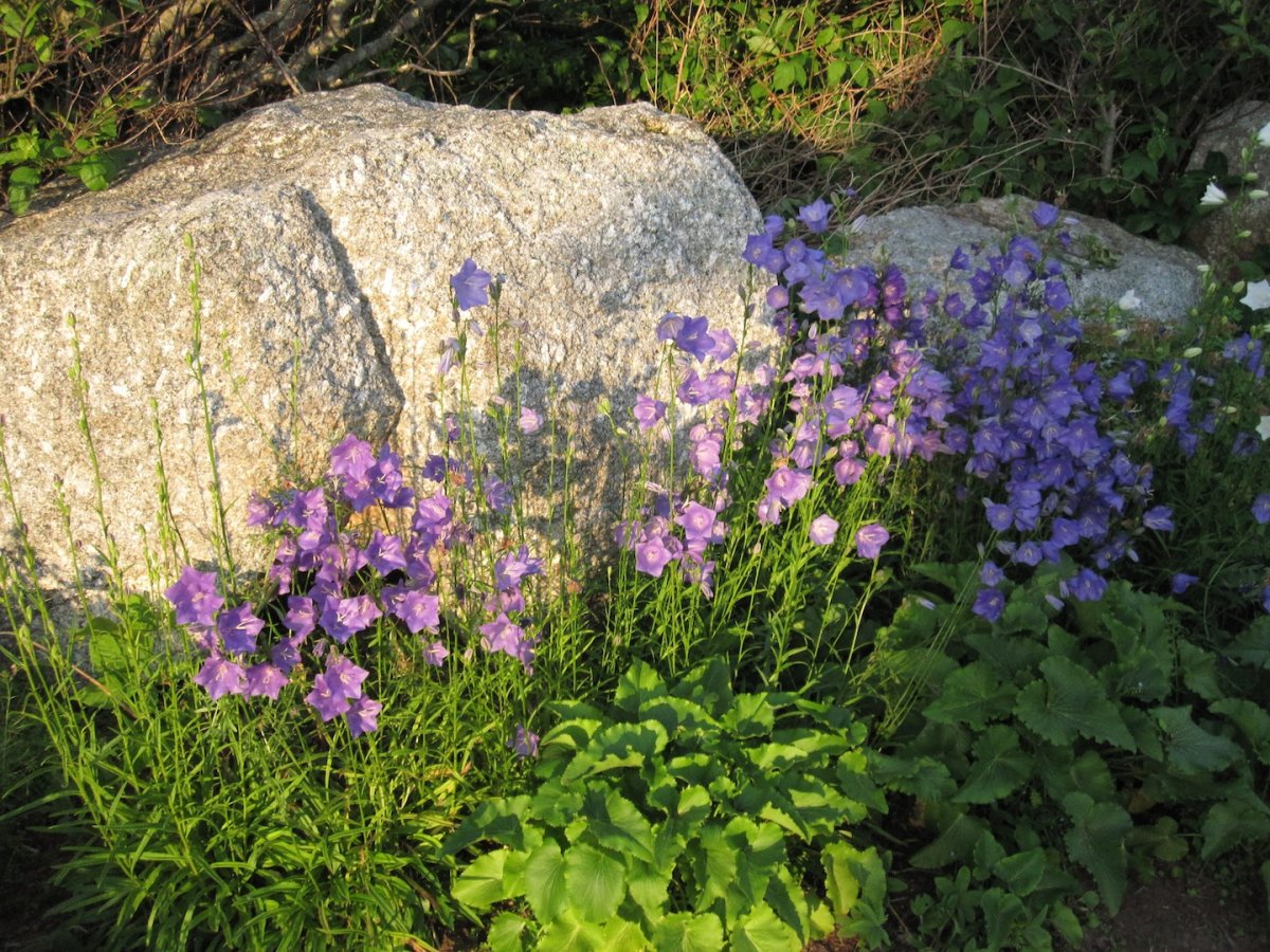 Campanula Grandis