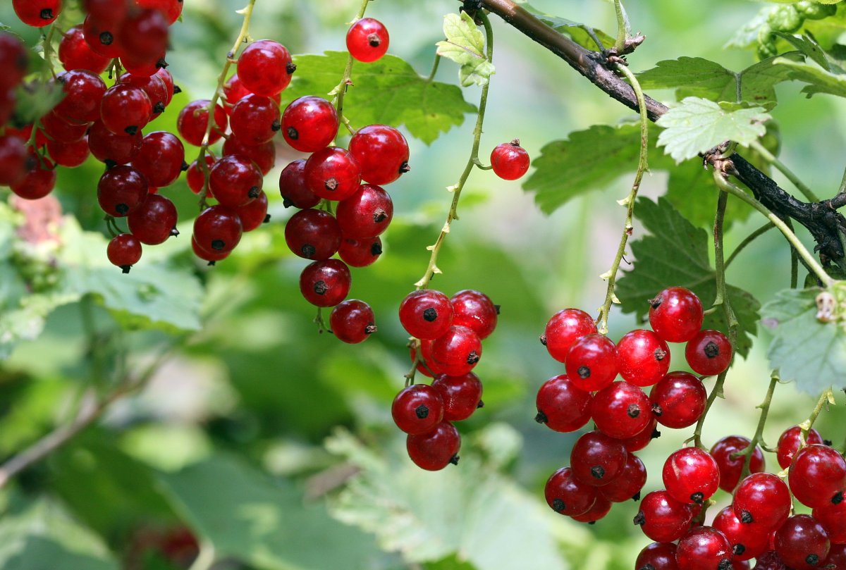 Ribes rubrum смородина красная куст