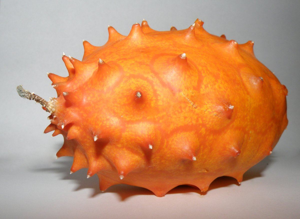Cucumis metuliferus