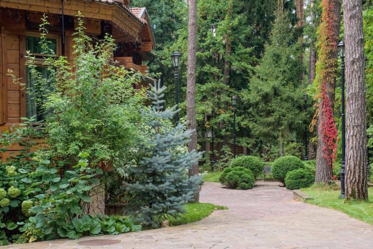 Ель Сибирская в ландшафте