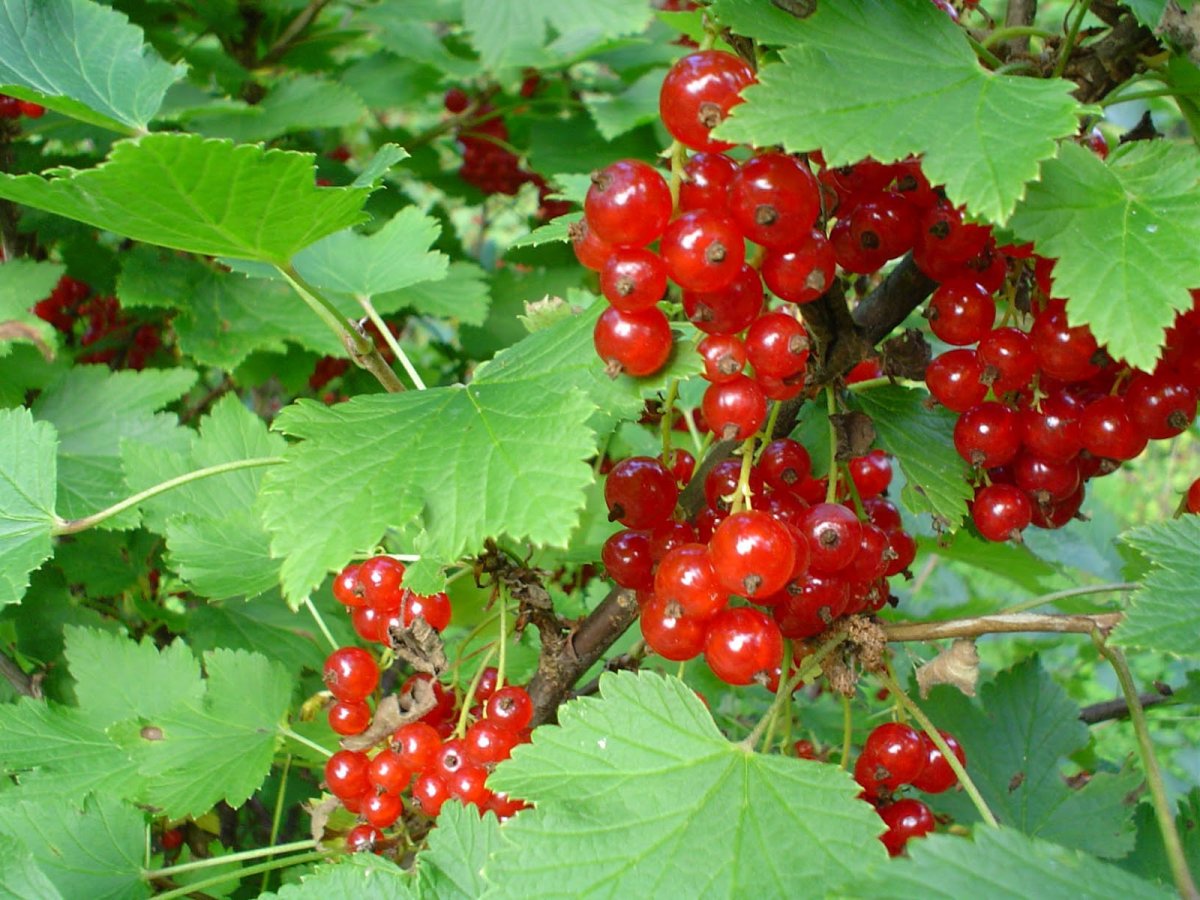 Смородина красная - ribes rubrum