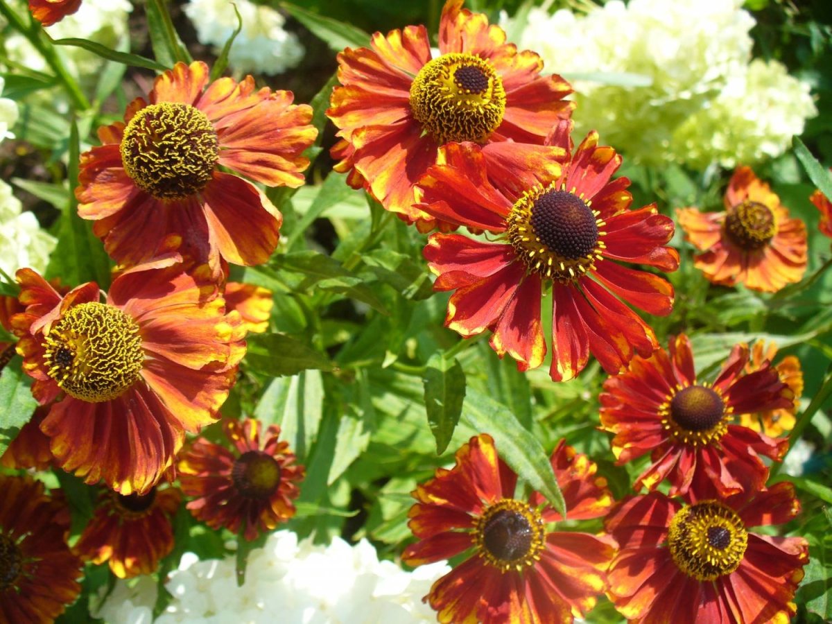 Гелениум Helenium Chelsey