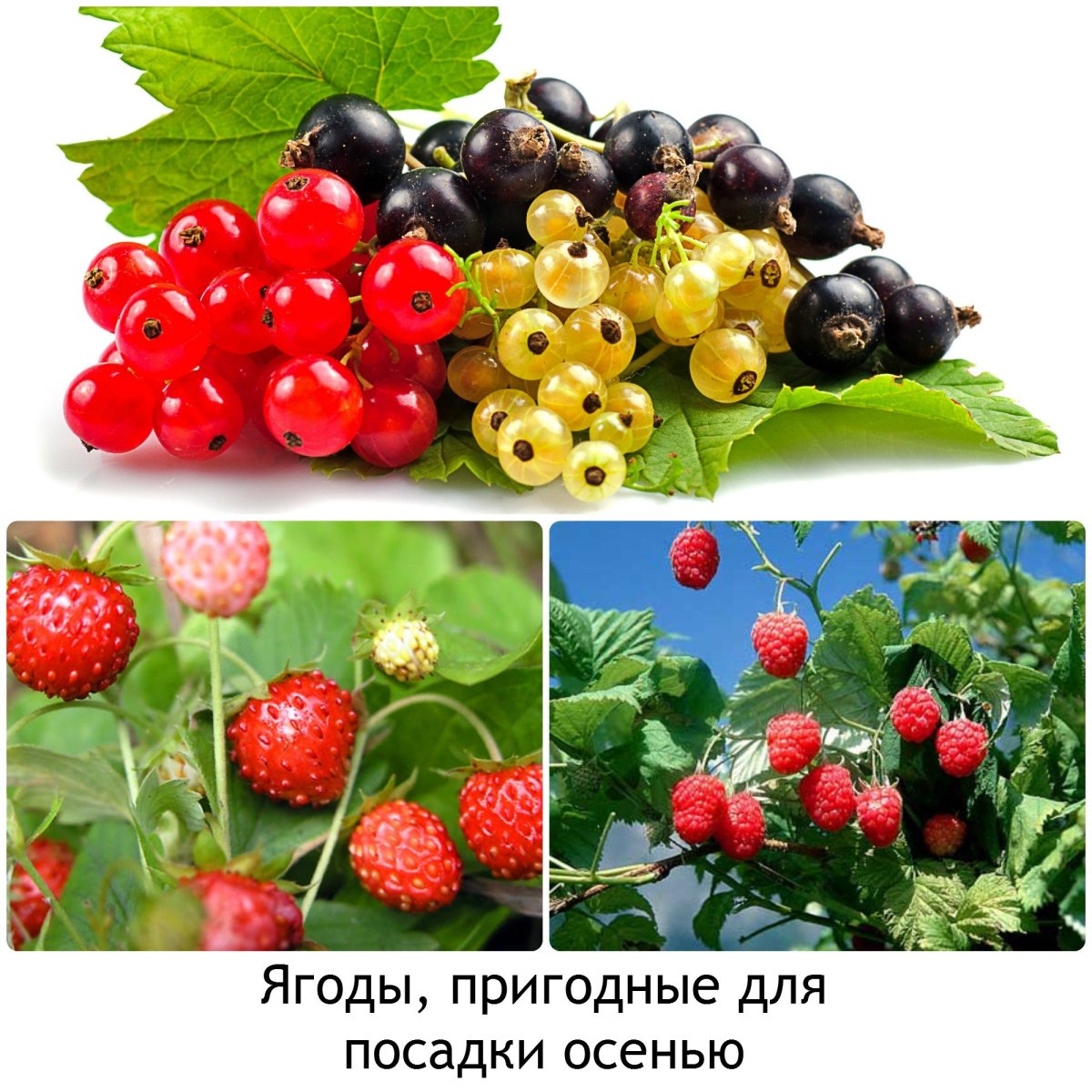 Ягоды которые растут в огороде