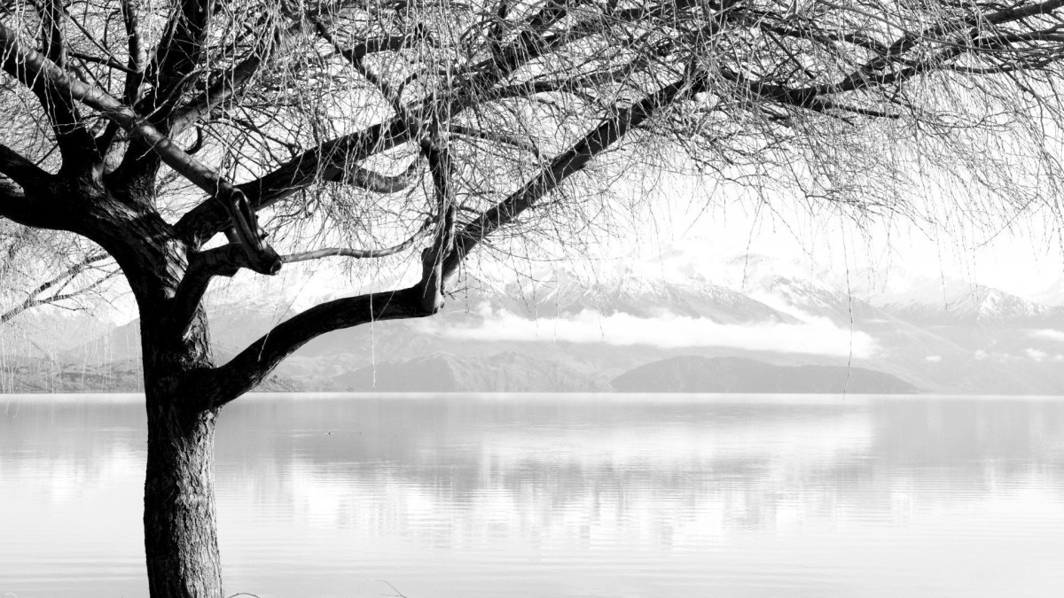 Фотообои черно-белое дерево