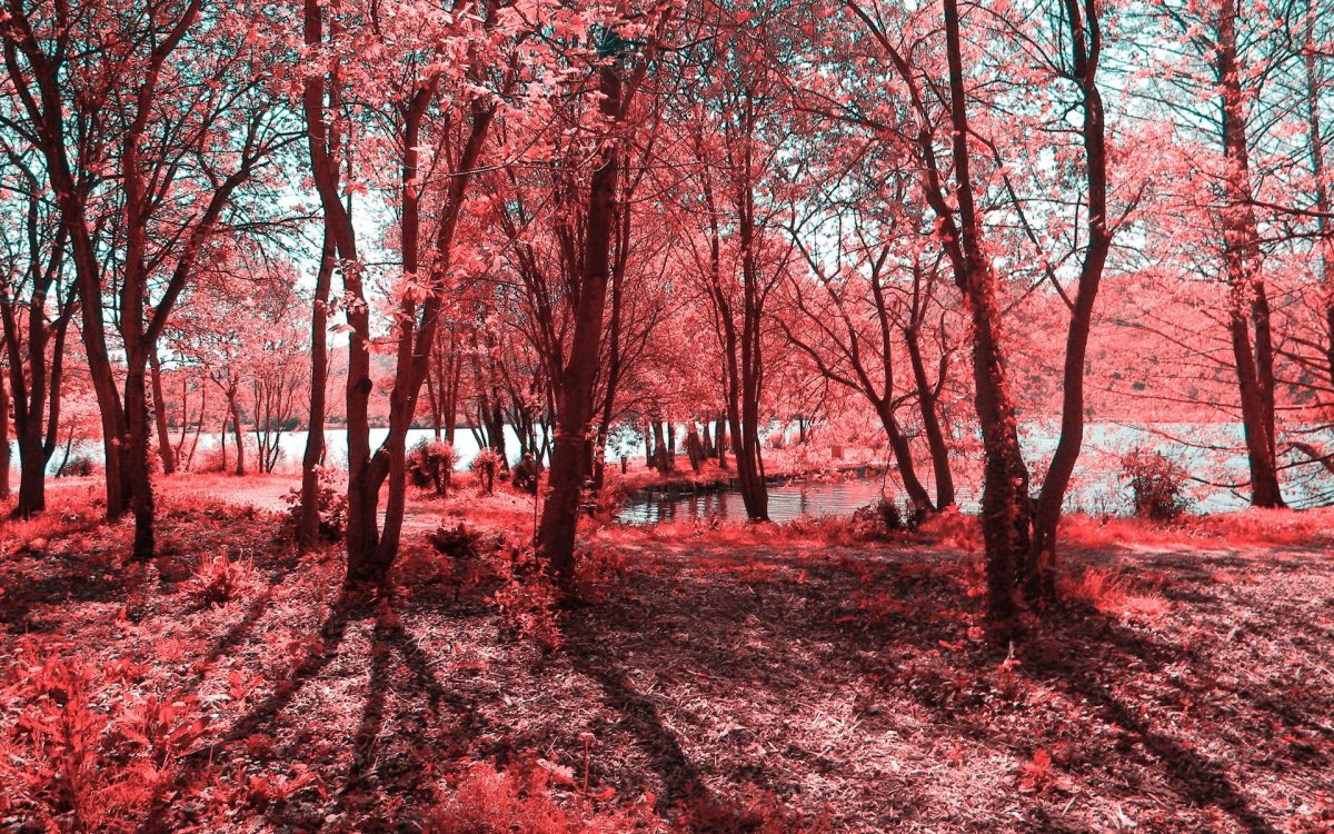 Красный пейзаж