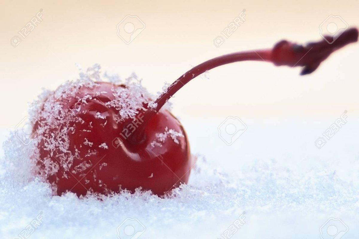 Вишня зимой
