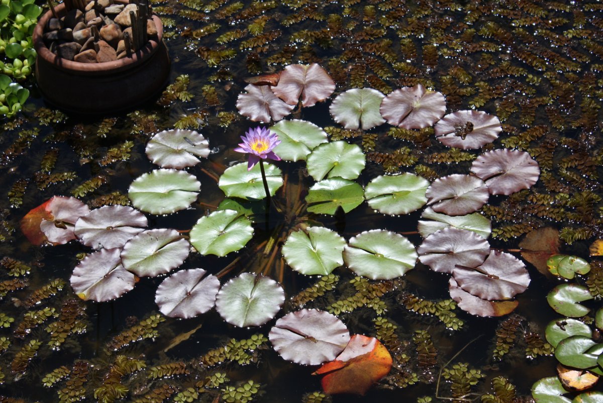 Lilypad Хоста