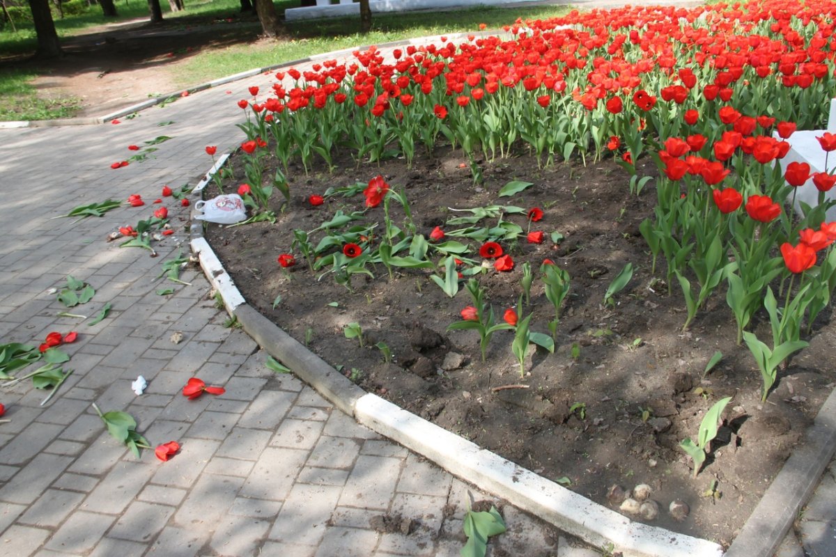 Городские клумбы