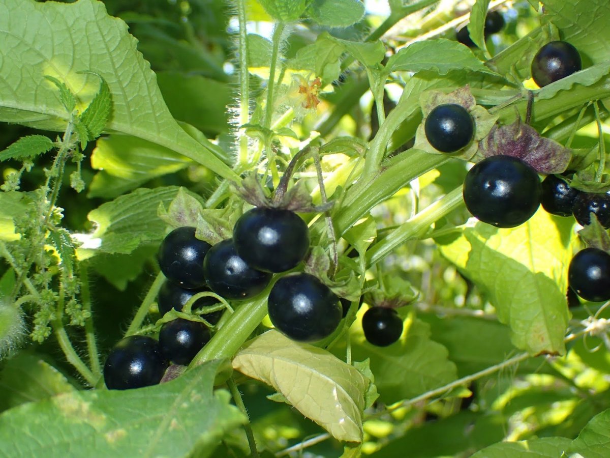 Паслён Сараха