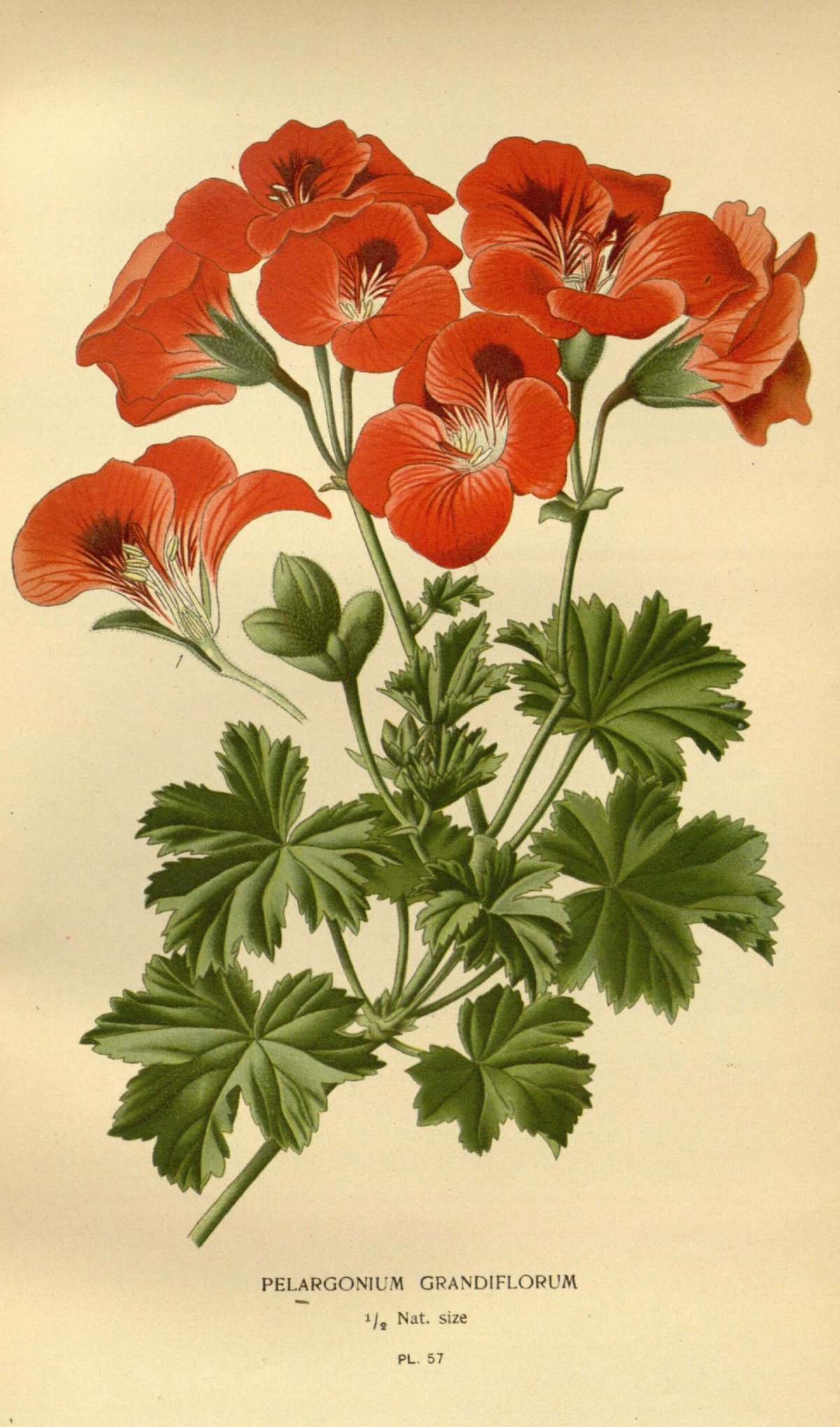 Red Pimpernel пеларгония
