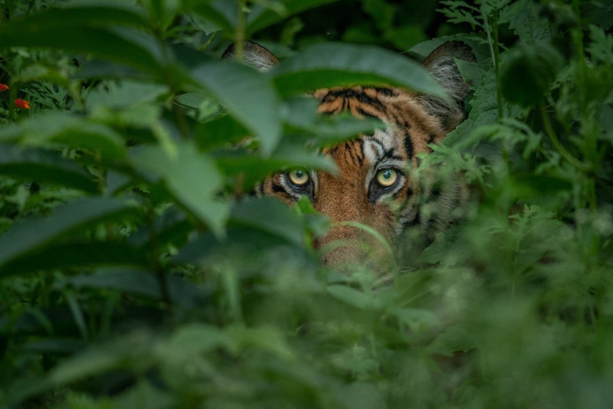 Тигр Nat geo Wild