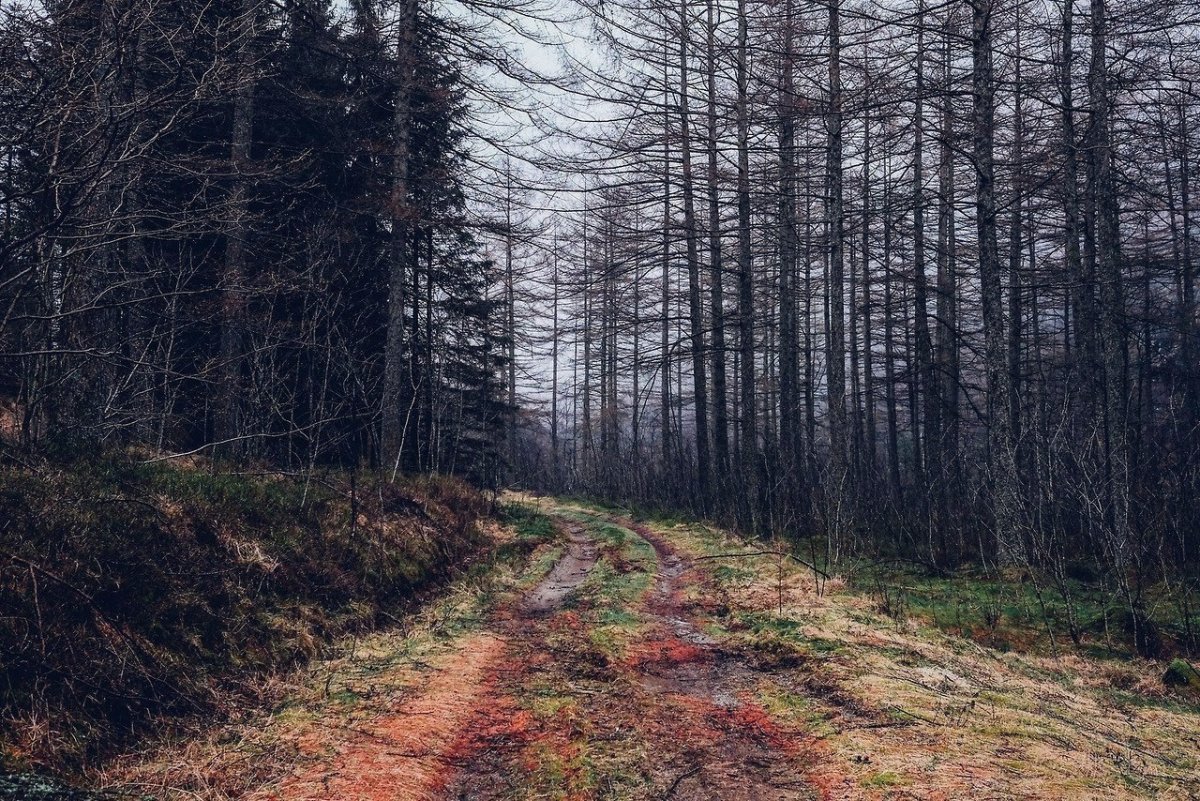 Лес Триллемарка-Роллагсфьелл