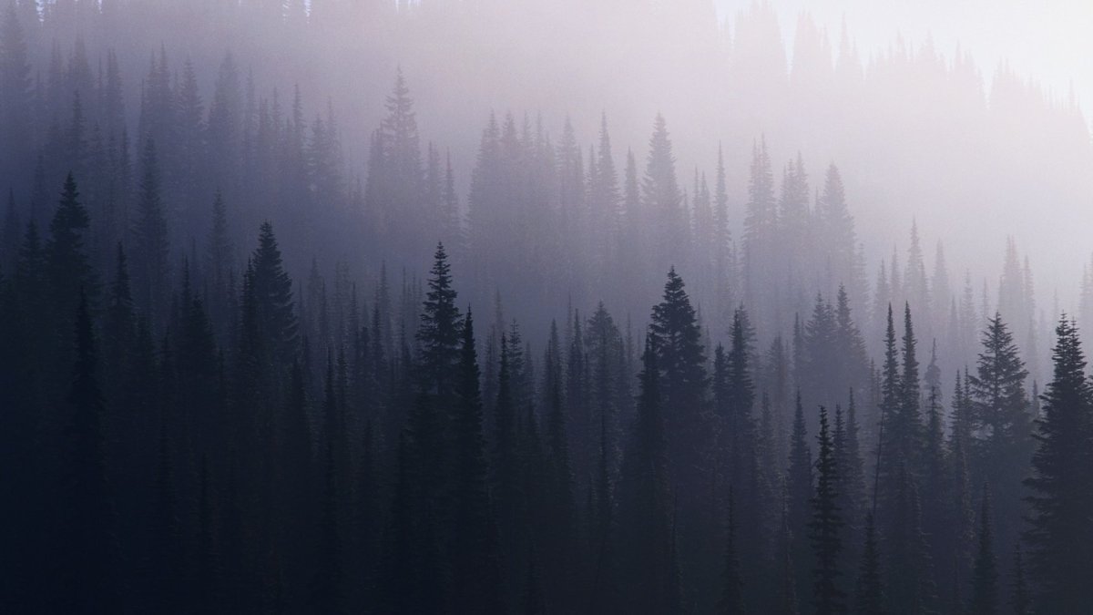 Природа лес