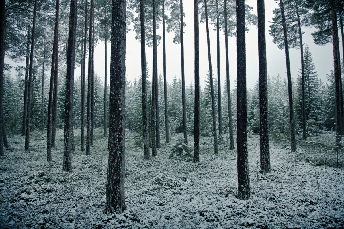 Мрачный Сосновый лес